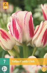 Lot de 40 bulbes de tulipes exclusives