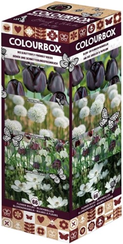 Colourbox Noir et Blanc – Mélange de bulbes à fleurs
