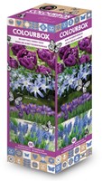 Colourbox Bleu – Mélange de bulbes à fleurs