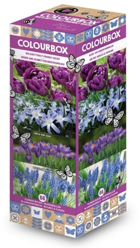 Colourbox Bleu – Mélange de bulbes à fleurs