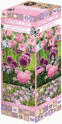 Colourbox Rose & Violet – Mélange de bulbes à fleurs