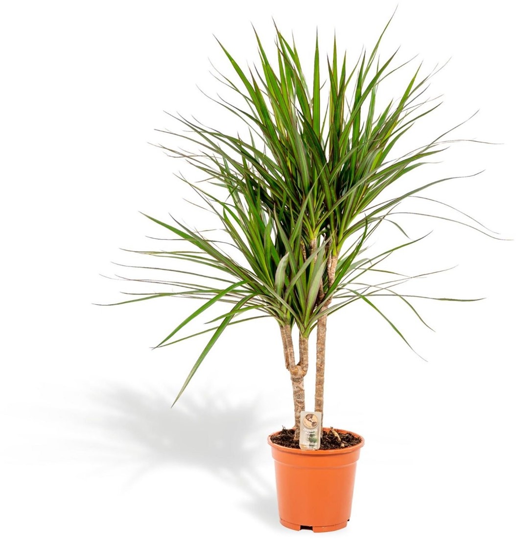 Dracaena marginata en Noaz