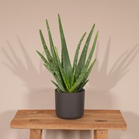 Aloe vera - Ø12cm - 40cm-3