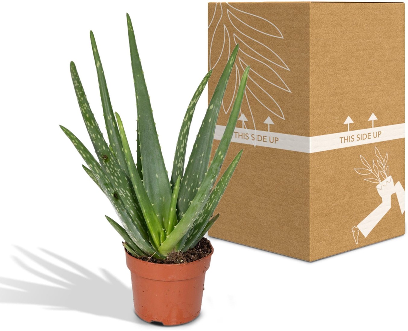 Acheter des Aloe vera Ø12cm 40cm? Livraison rapide et prix — free download