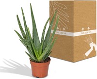 Aloe vera - Ø12cm - 40cm-2