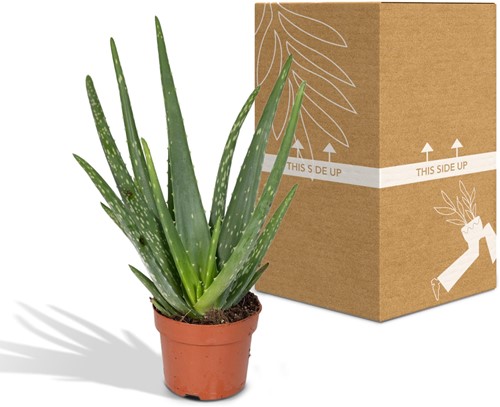 Aloe vera - Ø12cm - 40cm-2