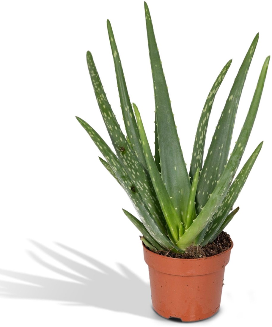 Acheter des Aloe vera Ø12cm 40cm? Livraison rapide et prix — free download