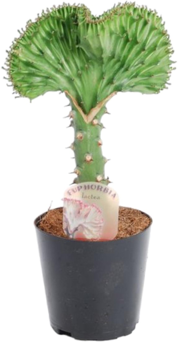 Euphorbia lactea 'White Ghost' pot 12 cm