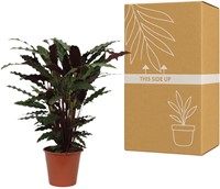 Calathea Wavestar - 80 cm - 19cm Les Bulbes a Fleurs