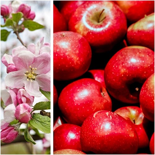 Pomme de Gala - Malus domestica