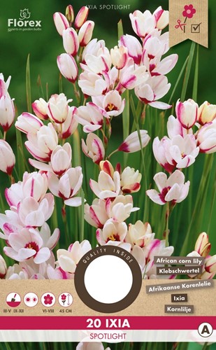 Ixia Spotlight - Lis de bles