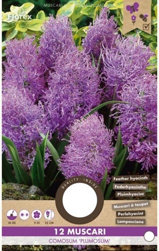Muscari Comosum Plumosum - Muscari à Toupet