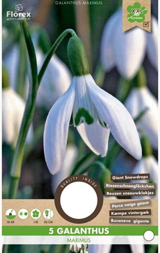 Galanthus Maximus – Perce neige