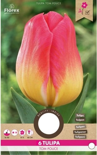 Tulipes Tom Pouce – Tulipa