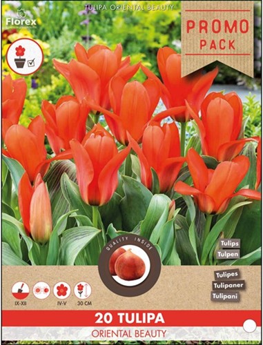 Tulipe Oriental Beauty