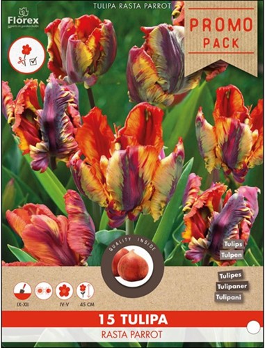 Tulipe Rasta Parrot