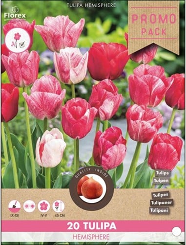 Tulipe Hemisphere