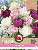 Tulipes Victoria en Mélange - Tulipa