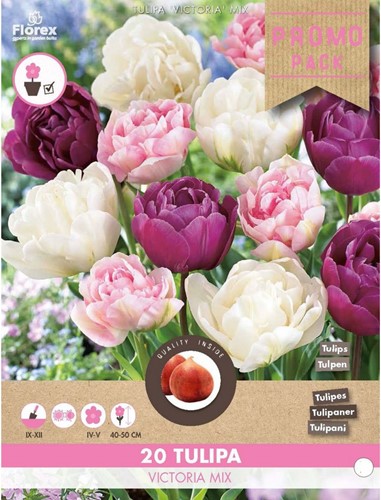 Tulipes Victoria en Mélange - Tulipa