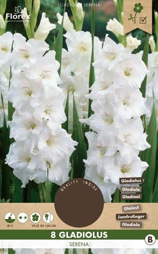 Gladiolus Serena - Glaïeul Blanc