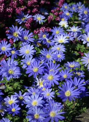 15) Anemone blanda (Bulbes de printemps : sortez des sentiers battus 15) Anemone blanda (Bulbes de printemps : sortez des sentiers battus