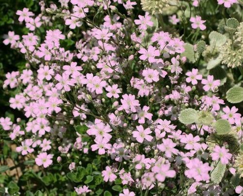 Gypsophile rampant - Gypsophila repens Rosea