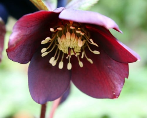 Helleborus Orientalis Pretty Ellen Red - Rose de Noël