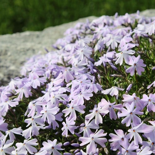 Phlox Subulata Bleu Clair - Phlox mousse (Pack de Six)