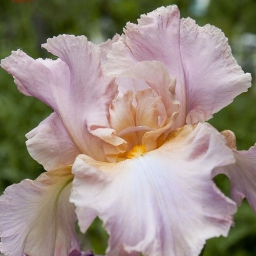 Iris d'Allemagne Constant Wattez - Iris Germanica