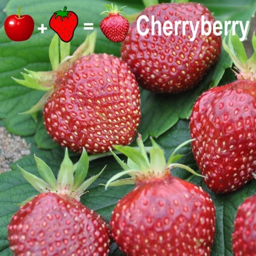 2x plantes de Fraisier Cherryberry - Fragaria