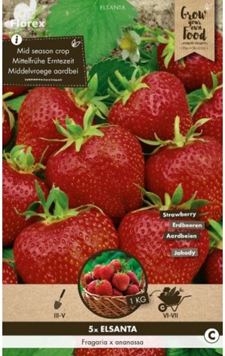 Fraises Elsanta - Fragaria