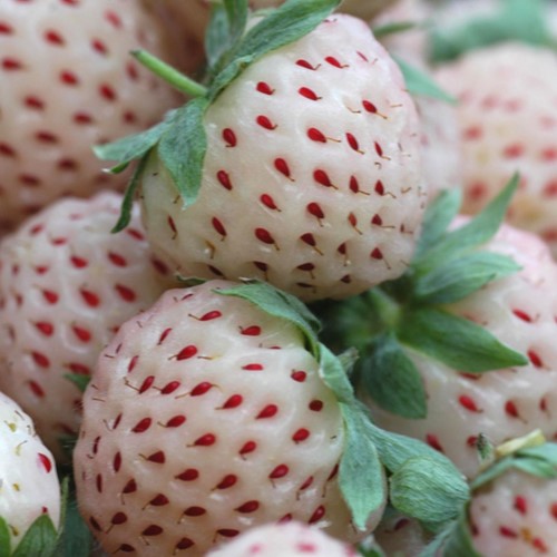 Fraisier White Pineberry (plants) - Fragaria
