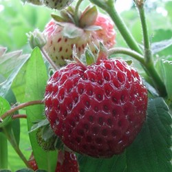 Fraisier Framberry