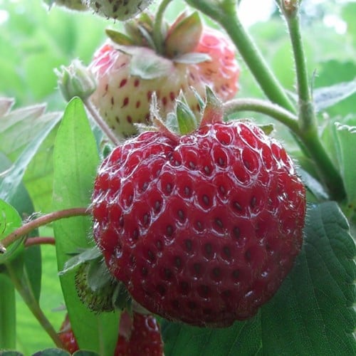 Fraisier Framberry