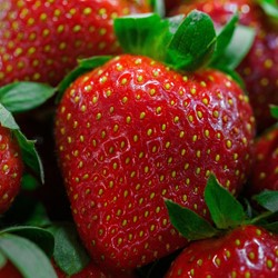 Fraisier Maxim - Fragaria