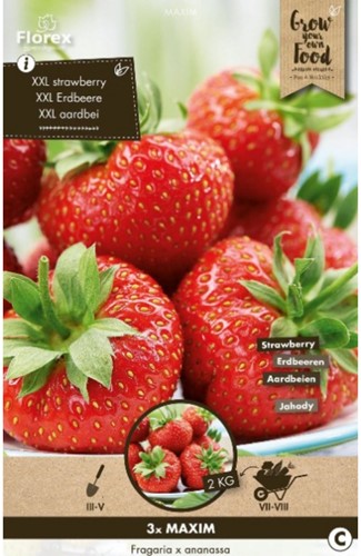 Fraises Maxim (plants) - Fragaria