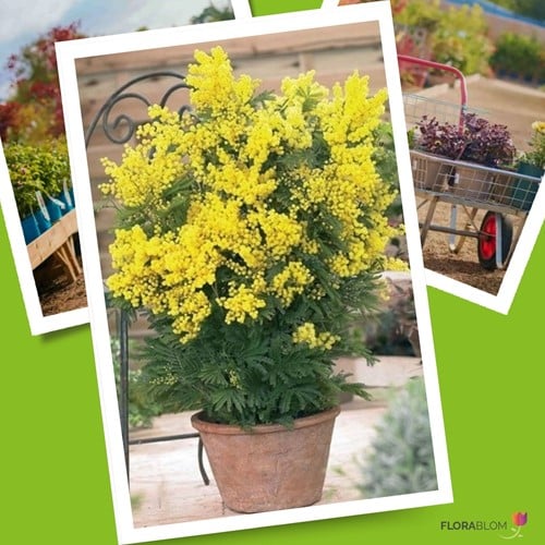Acacia dealbata - Mimosa (Plantes en pot)