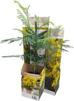 Acacia dealbata - Mimosa (Plantes en pot)-2