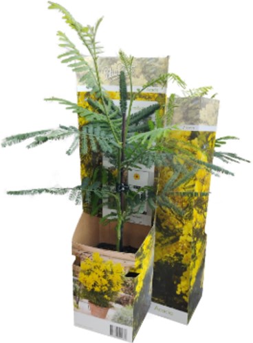 Acacia dealbata - Mimosa (Plantes en pot)-2