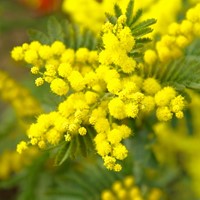 Acacia dealbata - Mimosa (Plantes en pot)-3