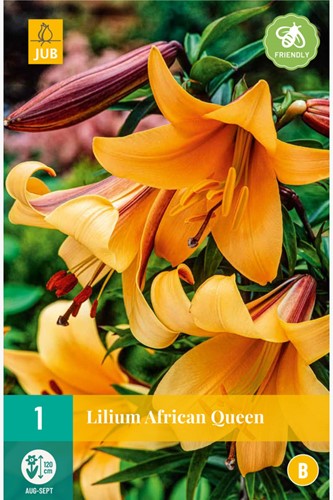 Lis African Queen - Lilium trumpet