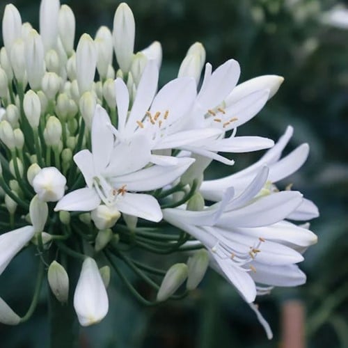 Agapanthus Alba - Agapanthe (Plantes en Pot)