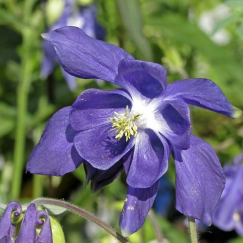 Ancolie - Aquilegia Alpina (plante à pot)