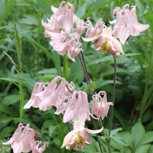 Ancolie - Aquilegia Biedermeier plante à pot