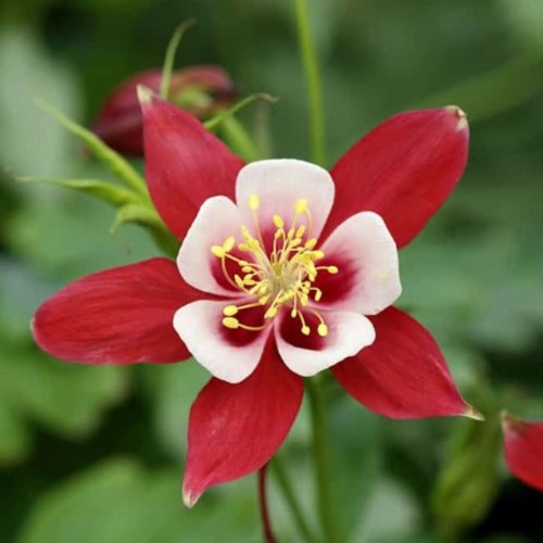 Ancolie - Aquilegia Crimson Star plante à pot