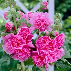 Rose trémière Rose