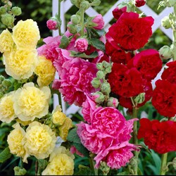 Rose Trémière en Mélange - Alcea rosea (Pack de Trois)