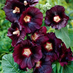 Alcea rosea Nigra - Rose Trémière