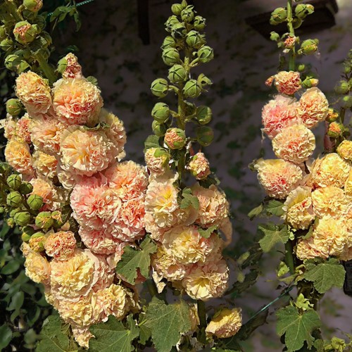 Alcea rosea Peaches 'n Dreams - Rose Trémière