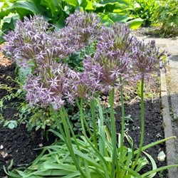 Allium Christophii